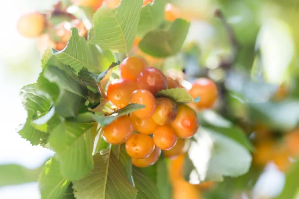 Cerezas maduras en una rama de árbol — Foto de Stock