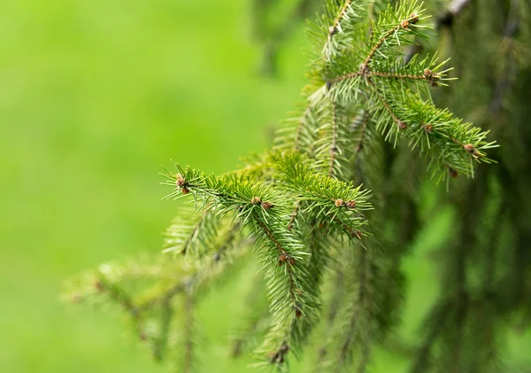 Bella conifere verde in natura — Foto Stock