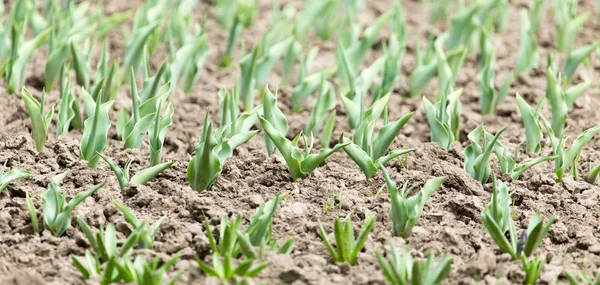 Las hojas verdes del tulipán en la naturaleza —  Fotos de Stock