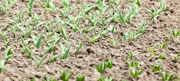 Folhas verdes de uma tulipa na natureza — Fotografia de Stock