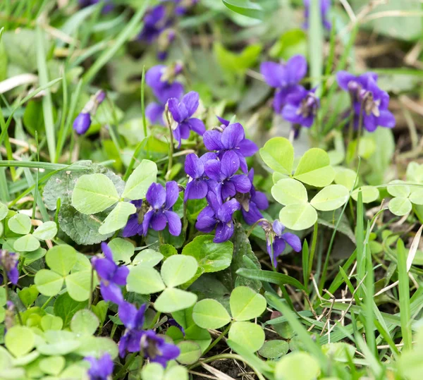 Små blå blommor i naturen — Stockfoto