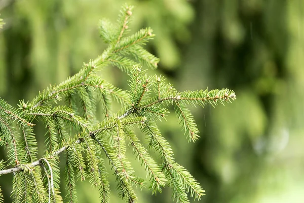 Hermoso árbol de coníferas verdes en la naturaleza — Foto de Stock