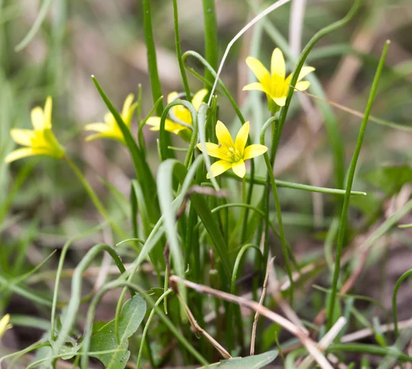 Kleine gele bloem in de natuur — Stockfoto