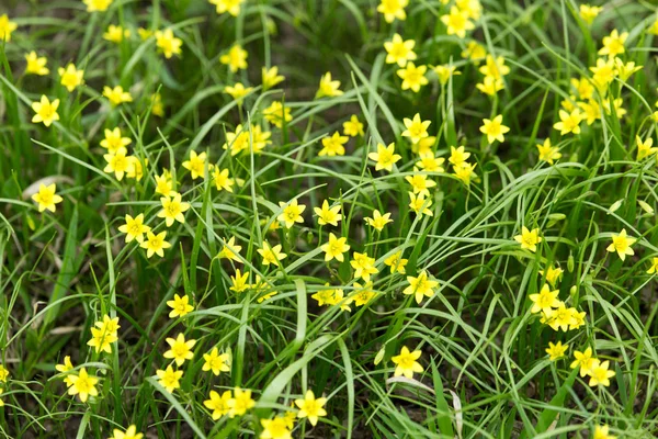 Liten gul blomma i naturen — Stockfoto