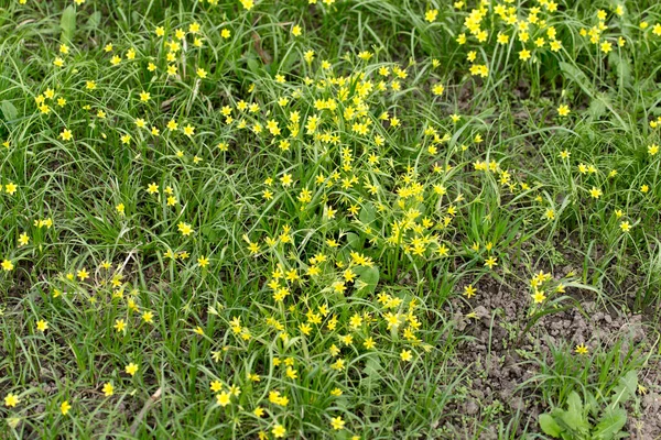 Small yellow flower in nature — Stock Photo, Image