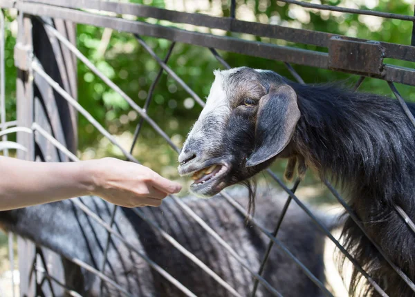 Koza za ogrodzeniem w zoo — Zdjęcie stockowe