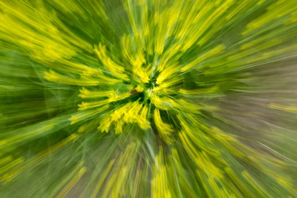 Gul blomma i naturen i rörelse — Stockfoto