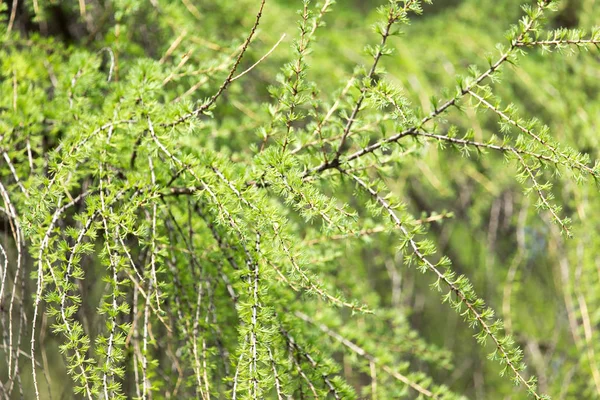 Bel arbre vert de conifères dans la nature — Photo