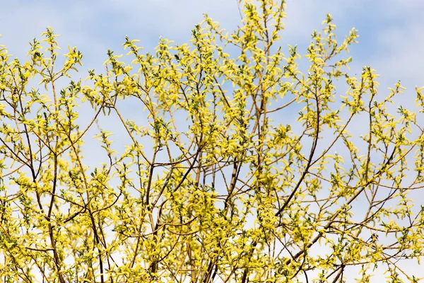 Flores amarelas na árvore na natureza — Fotografia de Stock