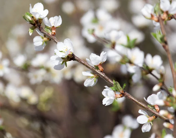 Hermosas flores en el árbol en la naturaleza —  Fotos de Stock