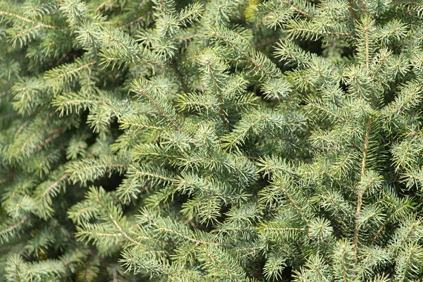 Beautiful green coniferous tree in nature — Stock Photo, Image