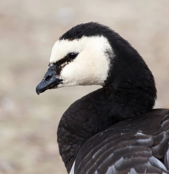 Doğada bir parkta Duck — Stok fotoğraf