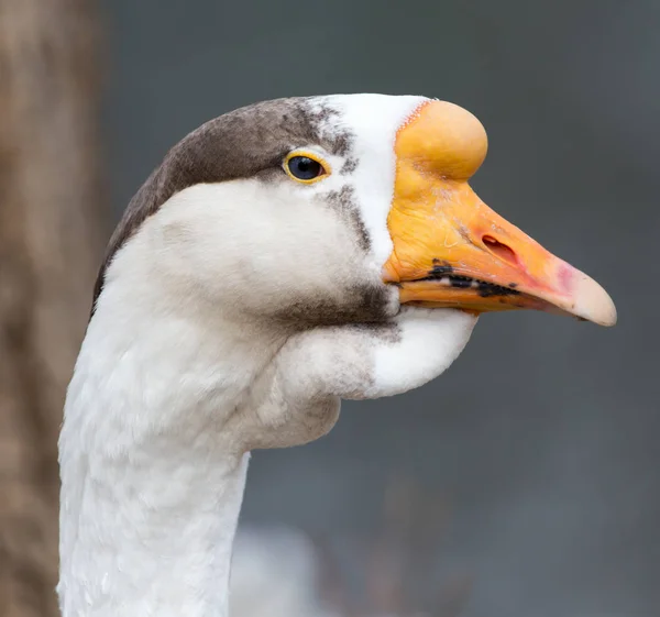 Portrait of a goose in nature — Stock Photo, Image