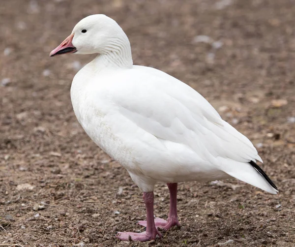 Doğada bir parkta Duck — Stok fotoğraf