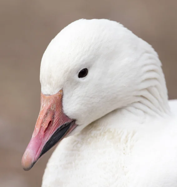 Duck in a park on the nature — Stock Photo, Image