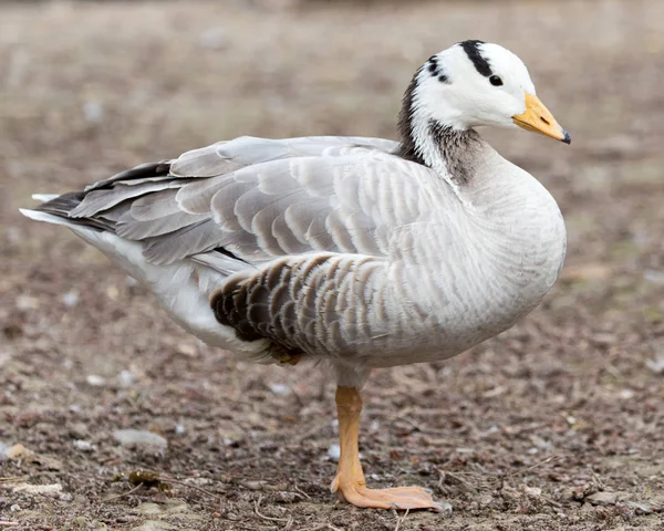 Kachna v parku na přírodě — Stock fotografie