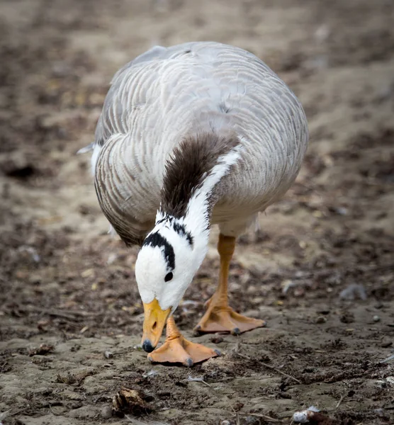 Kachna v parku na přírodě — Stock fotografie