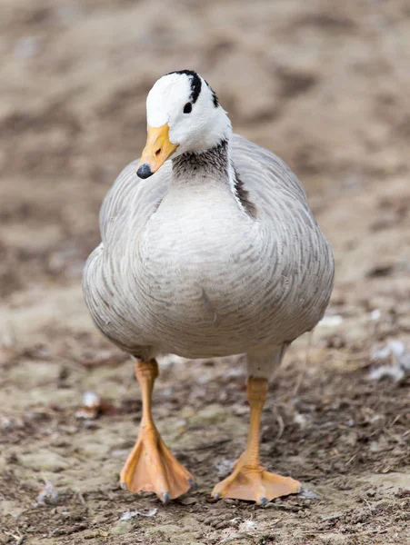 Anatra in un parco sulla natura — Foto Stock