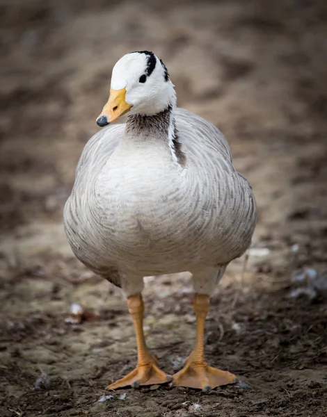 Anatra in un parco sulla natura — Foto Stock