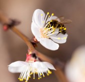 méhecske a virág a természetben. makroszintű