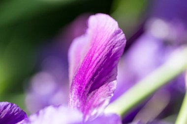 doğa güzel mavi çiçek