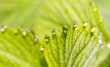 Yeşil yapraklı çileklerin üzerindeki çiğ damlaları. makro
