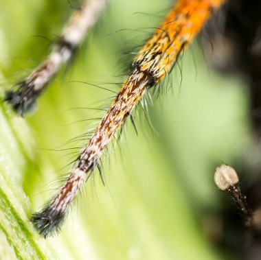 doğada örümcek ayak. Super makro