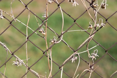 bir metal çit bir zemin olarak üzerinde kuru dağcı