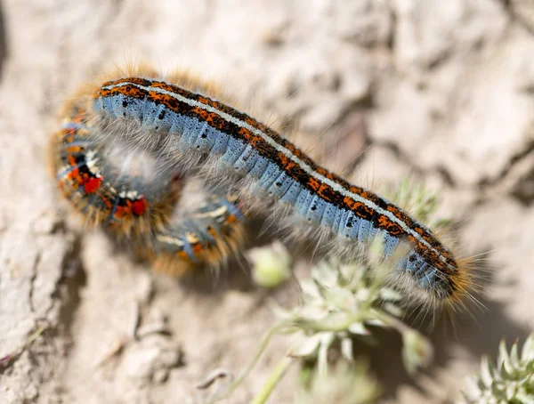 땅 위에 있는 애벌레, 자연을 가까이 서 본 모습 — 스톡 사진