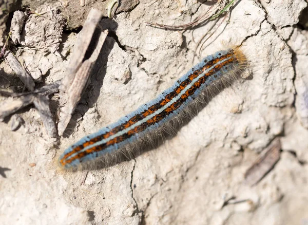 Bruco a terra nella natura primo piano — Foto Stock