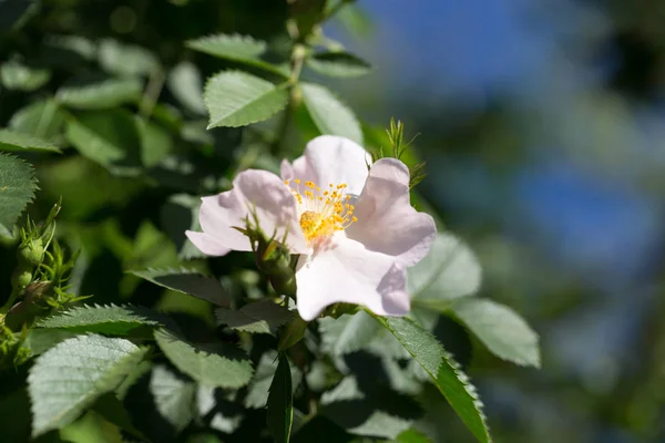 Piękny biały kwiat na drzewie w przyrodzie — Zdjęcie stockowe