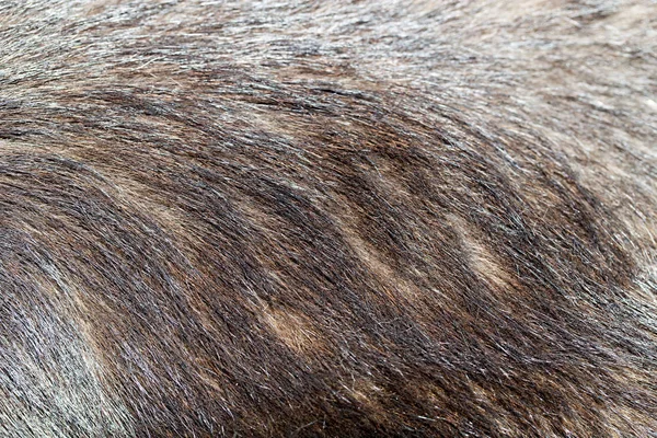 Piel de perro como fondo. textura —  Fotos de Stock