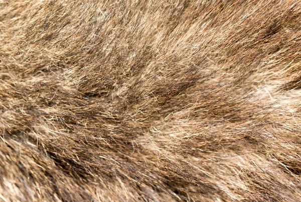 Pelliccia di cane come sfondo. texture — Foto Stock