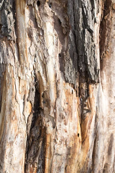 Старый ствол дерева в качестве фона — стоковое фото
