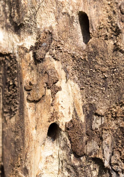 Tronco de árbol viejo con escarabajos de corteza — Foto de Stock