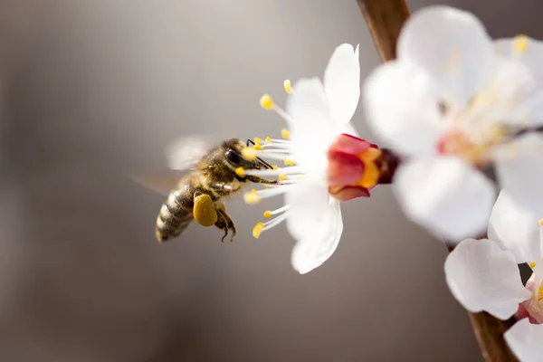 Bee in flight in nature — Stock Photo, Image