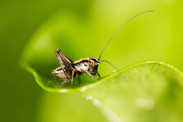 Kobylka na zelený list. makro — Stock fotografie