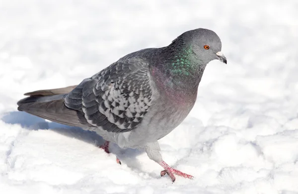 Taube im Schnee auf der Natur — Stockfoto