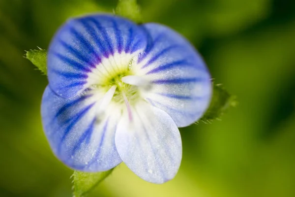 Hermosa flor azul en la naturaleza —  Fotos de Stock
