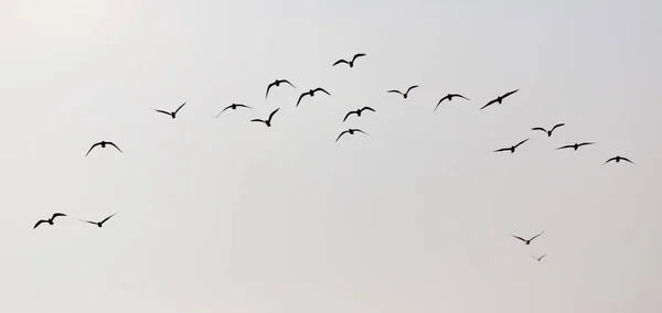 Um bando de gaivotas no céu ao pôr-do-sol — Fotografia de Stock