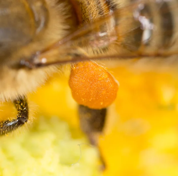 Pollen honey bee on the paw. super macro — Stock Photo, Image