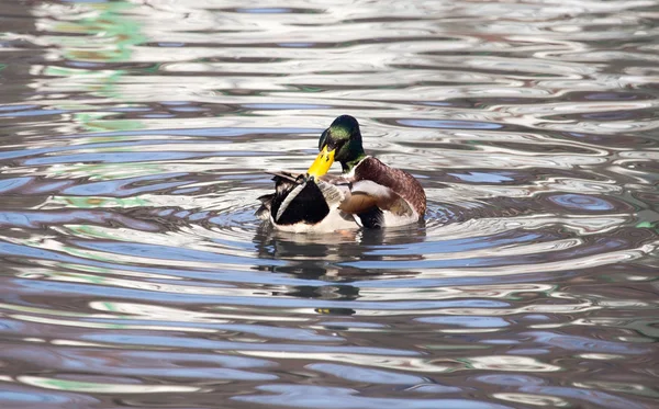 Kachna v jezeře v přírodě — Stock fotografie