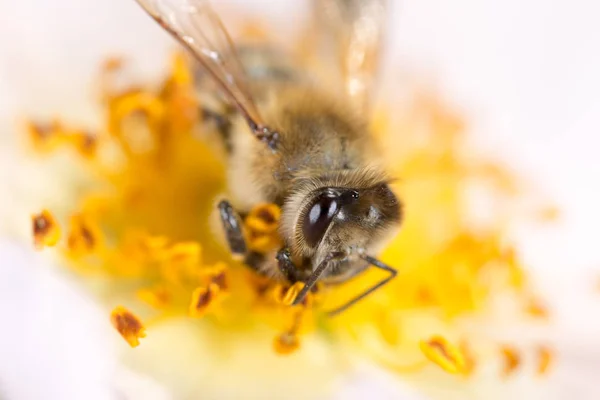 Bee on a flower. macro — Zdjęcie stockowe