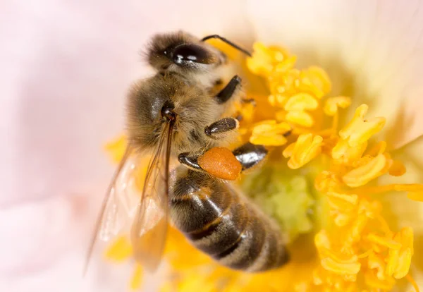 上一朵花的蜜蜂。宏 — 图库照片