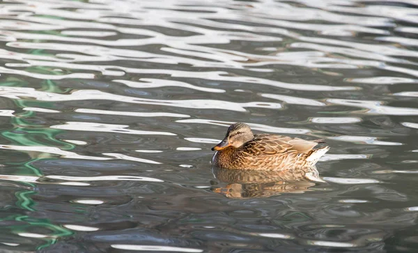 Anatra nel lago nella natura — Foto Stock