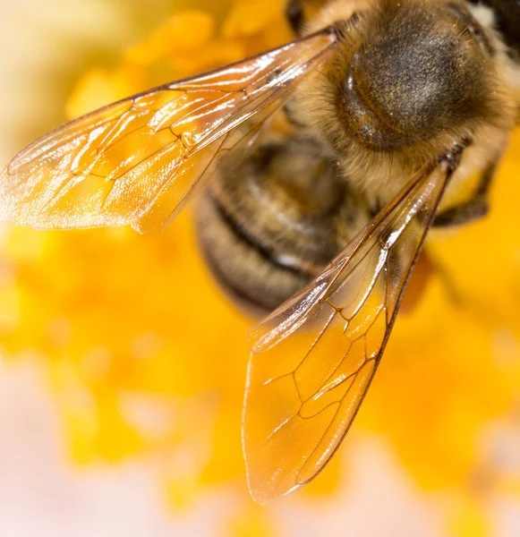 Skrzydło pszczoła na kwiat. super makro — Zdjęcie stockowe