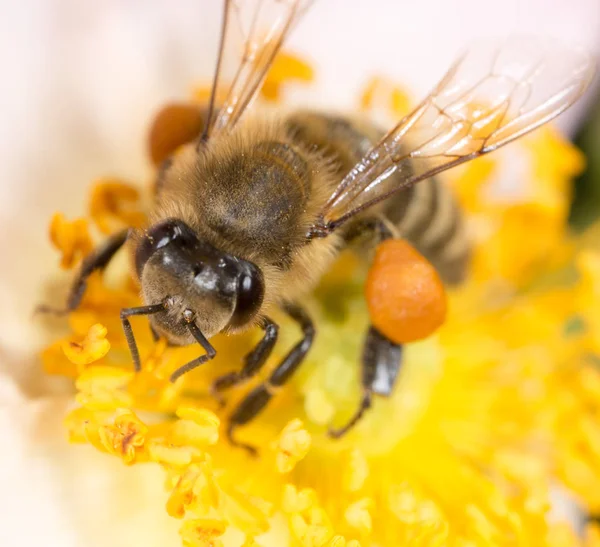 Bee on a flower. macro — Stock Photo, Image