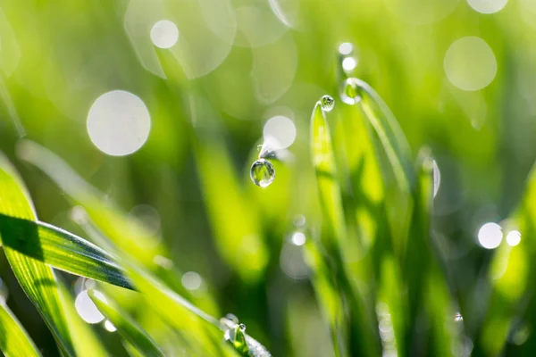 Gotas de rocío en la hierba verde en la naturaleza. macro —  Fotos de Stock