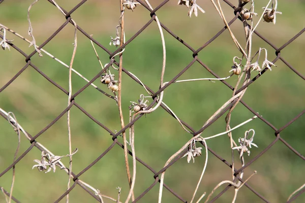bir metal çit bir zemin olarak üzerinde kuru dağcı