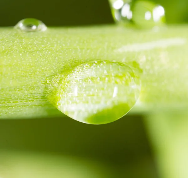 Dauwdruppels op het gras. Macro — Stockfoto